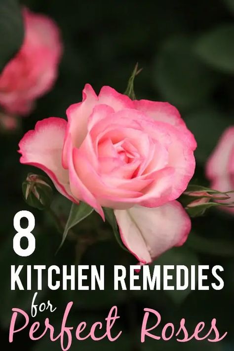 8 Kitchen Remedies for Perfect Roses Roses Garden Care, Rose Garden Landscape, Rose Plant Care, Rose Cuttings, Rose Garden Design, Rose Care, Garden Wallpaper, Garden Types, Growing Roses