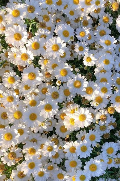 Daisy Flower Background, Foto Cowgirl, Yellow Aesthetic Pastel, Daisy Wallpaper, Nothing But Flowers, Yellow Daisies, Flower Therapy, Flower Background, Yellow Aesthetic