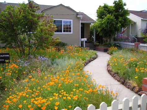 Where Have All The Flowers Gone? - UF/IFAS Extension Pinellas County Native Landscaping, Plants Landscape, Plant Landscape, Yard Inspiration, California Plants, Urban Homestead, Seeding Lawn, Native Gardens, Lawn Alternatives