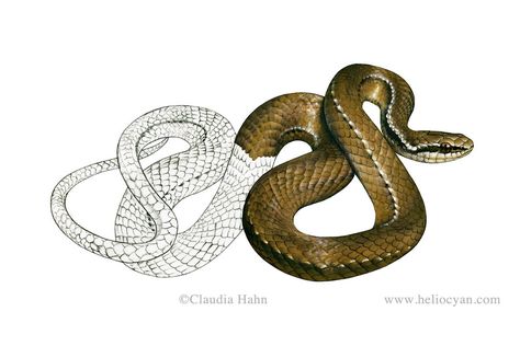 Snake field guide / Rhadinea pulveriventris by Heliocyan on DeviantArt Shedding Skin Art, Snake Shedding Skin, Shedding Skin, Snake Illustration, Nature Illustrations, Snake Shedding, Skin Drawing, Animals Illustration, Snake Tattoo Design