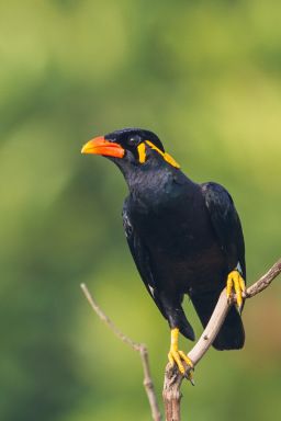 Common Hill Myna – Singapore Birds Project Common Starling, World Birds, Chinese Name, Bird Watcher, Tropical Birds, Colorful Birds, Starling, Birds Of Prey, Bird Species