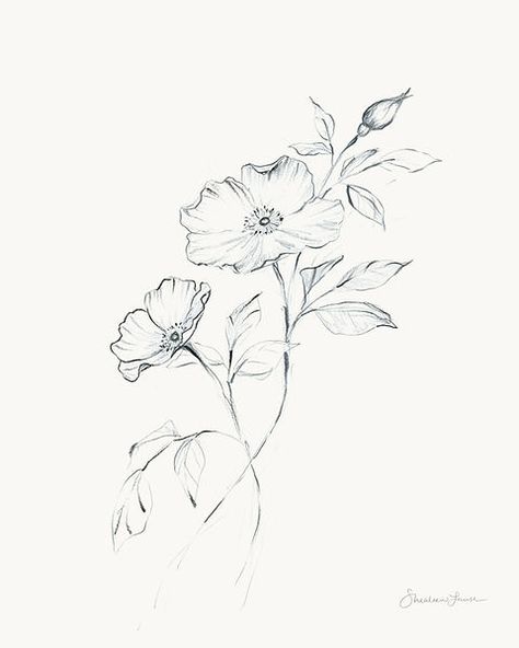 "Wild Rose Sketch" | shealeenlouise Floral Pencil Sketch, Cactus Flower Drawing, Pencil Art Drawings Flowers, Wild Flower Drawings, Illustrated Flowers, Single Rose Drawing, Floral Sketch Drawing, Wildflower Sketch, Floral Sketches