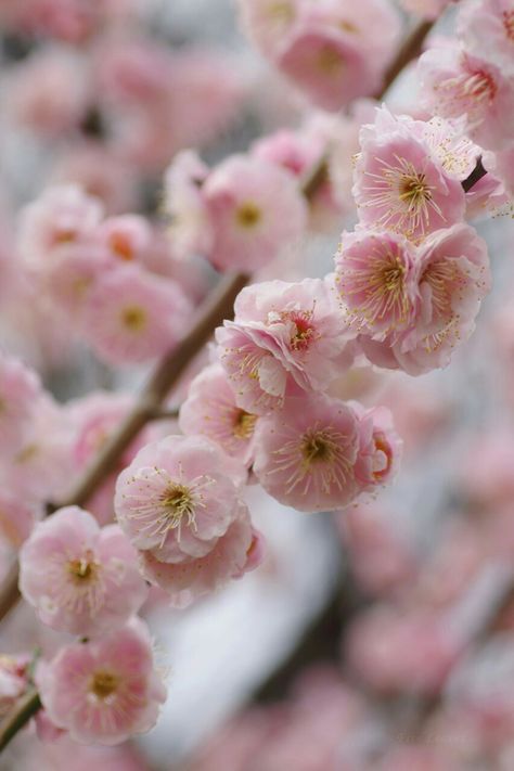 Japanese Apricot, Surreal Flowers, Spring Blossom, Plum Blossom, Horticulture, Apricot, Pretty In Pink, Cherry Blossom, Wallpaper Backgrounds