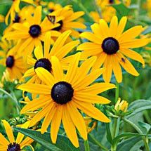 Prairie Seeds Rudbeckia Goldsturm, Peony Care, White Flower Farm, Perennial Grasses, Native Plant Gardening, Flower Pot Design, Meadow Garden, Flower Garden Design, Pollinator Garden