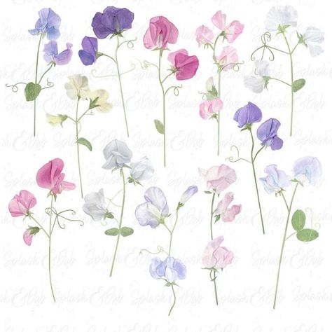 Sweet Pea Tattoo Watercolor, Sweet Peas Painting, Sweet Peas Tattoo, Tattoo Sweet Pea, Sweet Pea Flowers Tattoo, Sweet Pea Flowers Drawing, Sweet Pea Tattoo Design, Sweet Pea Drawing, Sweetpea Flower Tattoo