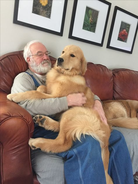 You're never too big to be a lap dog! Golden Retriever Big Dog, Big Golden Retriever, Cute Big Dogs Golden Retrievers, Golden Retriever Toys, Golden Retriever Side View, Big Dogs Being Picked Up, Golden Dogs, Dog Cuddles, Golden Retriever Sitting