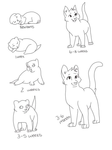 You try 🤗 Warrior Cat Memes, Cat Drawing Tutorial, Warrior Cats Books, Cats Art Drawing, Kitten Drawing, Cat Anatomy, Warrior Cats Fan Art, Warrior Cat Drawings, Warrior Cat Oc