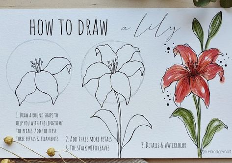 How To Draw A Lily Flower Step By Step, Lily Flowers Drawings, How To Draw Lily, How To Draw Lillies, Lily Drawing Step By Step, How To Draw A Lily, Drawing Of A Lily, Lily Flower Drawing, Learn To Draw Flowers