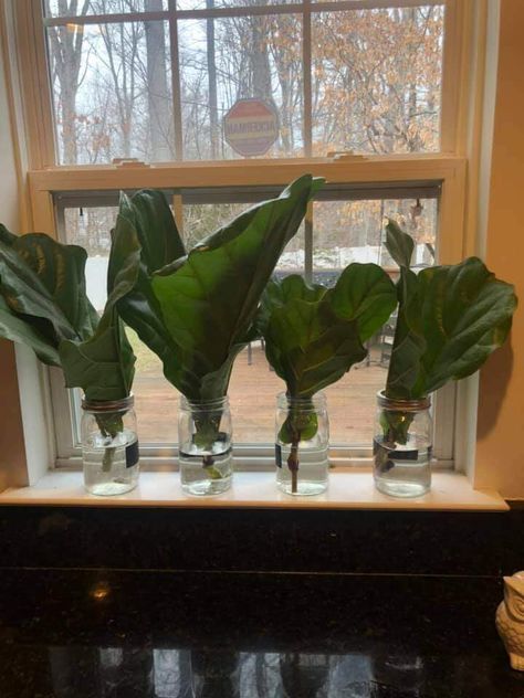 How to Propagate a Fiddle Leaf Fig in 5 Minutes Propagate Fiddle Leaf Fig, Fiddle Leaf Fig Propagation, Fig Propagation, Fig Tree Plant, Orchid Soil, Fiddle Fig Tree, Fiddle Leaf Fig Care, Fiddle Leaf Fig Plant, Fiddle Leaf Tree