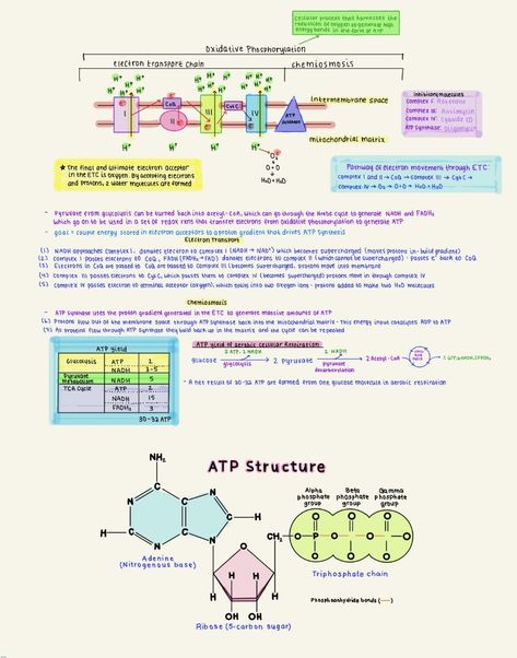 Atp Biology, Chem Notes, Oxidative Phosphorylation, Protein Vegetables, Electron Transport Chain, General Biology, Ipad Notes, Pharmacy School, Chemistry Lessons