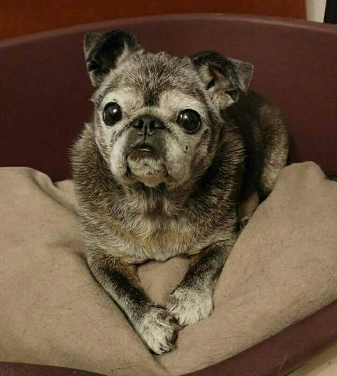 Old pugs = best pugs Teacup Pug, Cute Pug Pictures, Old Pug, Cute Pug Puppies, Short Dog, Pugs And Kisses, Funny Baby Memes, Baby Pugs, Pug Pictures