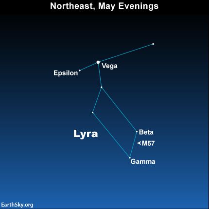 Bright, bluish Vega marks the constellation Lyra the Harp. Lyran Starseed, Vega Star, Human Creation, Summer Triangle, Stars Constellations, Astronomy Constellations, Astronomy Pictures, Mark Your Calendar, Giant Star