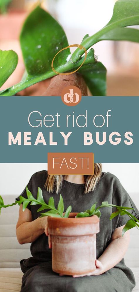 Mealy Bugs How To Get Rid Of, Bugs On Indoor Plants, Get Rid Of Mealy Bugs, How To Get Rid Of Mealy Bugs On Plants, Spider Mites On Plants Houseplant, White Bugs On Plants, What To Spray On Plants For Bugs, Mealy Bugs On House Plants, How To Get Rid Of Mealy Bugs On Succulents