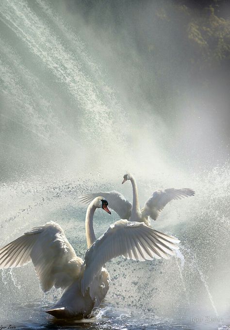 Swan Painting, Swan Love, Swans Art, Mute Swan, Beautiful Swan, World Water, White Swan, Mind's Eye, Swan Lake