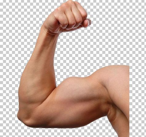 Muscle Clipart, Buff Arms, Muscle Arms, Biceps Muscle, Muscle Arm, Muscle Photo, Arm Muscle, Arm Exercise, Male Reference