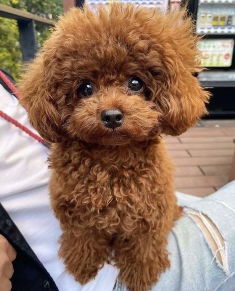 Toy Poodle Haircut, Teddy Bear Poodle, Cute Fluffy Puppies, Poodle Haircut, Cute Fluffy Dogs, Poodle Toy, Cute Small Dogs, Dog Mommy, Very Cute Puppies