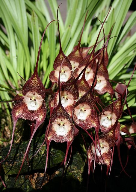 Dracula simia Racha "Monkey Orchids" Monkey Orchid, Orchid Seeds, Strange Flowers, Rare Orchids, Weird Plants, Bonsai Flower, Unusual Plants, Unusual Flowers, Orchid Care