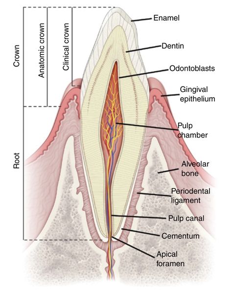 Smile Tips, Dental Assistant Study, Teeth Anatomy, Soft Palate, Molar Tooth, Dental Hygiene School, Dental Anatomy, Cells And Tissues, Tissue Types