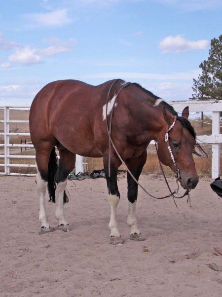 American Paint Horse stallion The Big Gun Stock Horse, Horse Markings, American Paint Horse, Paint Horses, Reining Horses, Horse Colors, Pinto Horse, Paint Horse, American Paint