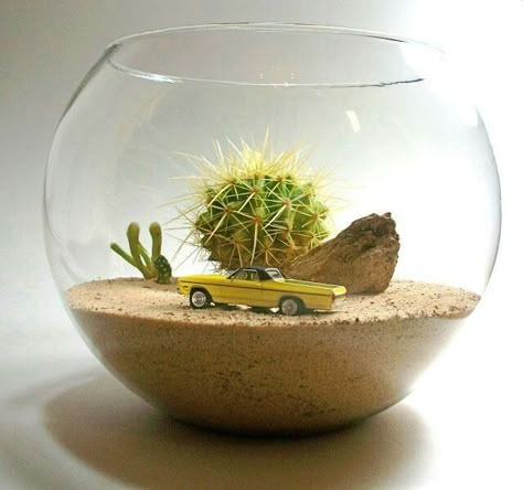 Cactus Terrarium, Beautiful Terrariums, Succulent Garden Design, Terrarium Containers, Succulent Garden Diy, Terrarium Ideas, Succulent Gardening, Cactus Decor, Garden Terrarium