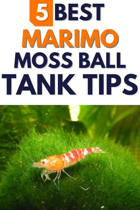 Marimo Moss Ball Tank Tips >> LEARN MORE @ ThePetSupplyGuy.com << #thepetsupplyguy #pet #pets #animal #fish #aquarium #fishtank Moss Ball Aquarium Diy, Walipini Greenhouse, Marimo Moss Ball Aquarium, Marimo Aquarium, Moss Ball Aquarium, Shower Plants, House Plant Decor, Aquarium Garden, Plant Decor Ideas