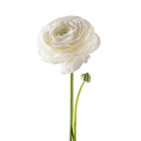 PRICES MAY VARY. PRODUCT: Includes 5 bulbs per pack (Ranunculus asiaticus Italian Elegance series). Images of flowers are for reference only. USDA OUTDOOR GROWING ZONES: 8, 9, 10 GARDEN TIP: Plant extra to cut for your own DIY arrangements! BRAND: Easy to Grow is an American company that partners with farmers and growers. Italian Ranunculus 'Elegance Bianco' 5 Flower Bulbs Corms for Planting and Gardening. Italian Ranunculus, Ranunculus Asiaticus, Ranunculus White, Images Of Flowers, Spring Gardens, Plant Bulbs, White Ranunculus, Italian Elegance, Diy Arrangements