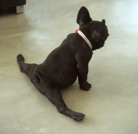 YOGA DOG ;-)))))))))) some serious strechting Animals Doing Yoga, Yoga Handstand Poses, Yoga Tree Pose, Upward Dog, Animal Yoga, Yoga Tree, Upward Facing Dog, Elite Daily, Dog Yoga