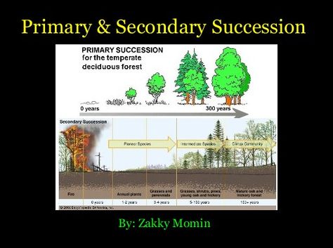 Primary Succession, Secondary Succession, Temperate Deciduous Forest, Ecological Succession, Drawing Easy, Ecology, Easy Drawings, Architecture