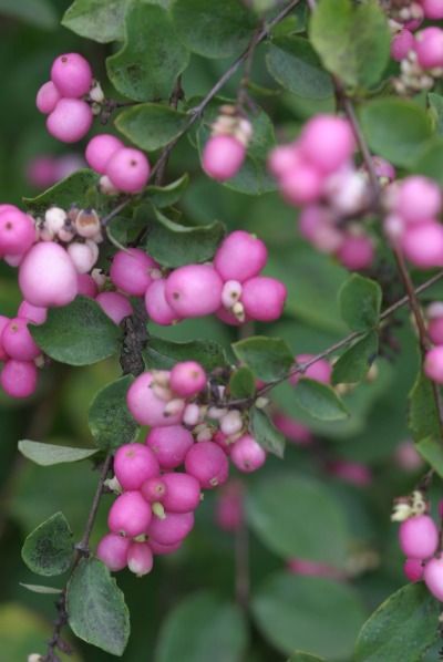 Coral Berry, Winterberry Holly, Ornamental Cherry, Flowering Quince, Pink Fruit, Bulbs Indoor, Plant Delivery, Proven Winners, Cut Flower Garden