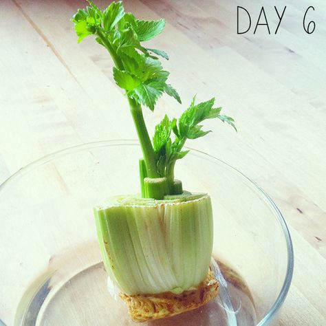 How to Regrow Celery at Home- The Colorful Kitchen Growing Celery, Regrow Veggies, Growing Vegetables At Home, Regrow Celery, Growing Vegetables Indoors, Grow Celery, Regrow Vegetables, Regrow Green Onions, Celery Plant