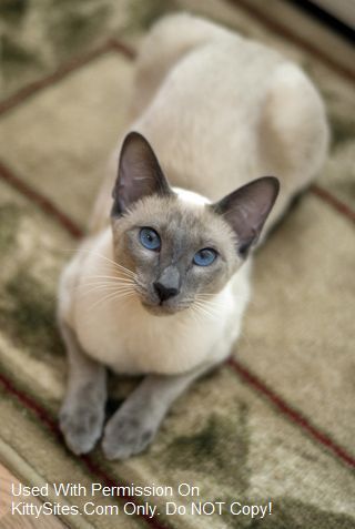 Blue Eyes Cattery- Distinctive Siamese Russian Blue Siamese Cat, Long Hair Siamese Cat, Blue Point Siamese Kitten, Cats Siamese, Cat Aesthetic Siamese, Blue Point Siamese, Siamese Cats Blue Point, Balinese Cat, Tonkinese