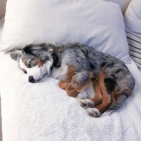 Bowie the Mini Aussie on Instagram: “Cutest couch potato 😏🛋🥔 . . . #miniaussie #miniaussies #miniaussiepuppy #miniaussielove #miniaussiesofig  #australianshepherd…” Border Aussie, Aussie Dogs, Dogs