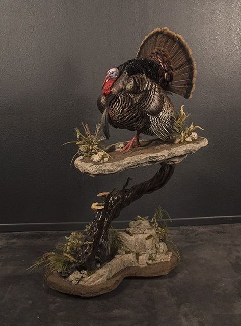 Check Out These 10 Cool Ideas for Turkey Mounts Turkey Hunting Decor, Deer Mount Ideas, Turkey Mounts, Waterfowl Taxidermy, Deer Hunting Decor, Bear Mounts, Turkey Fan, Bird Taxidermy, Taxidermy Decor