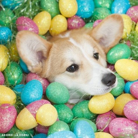 Easter Dog Photos, Easter Pet Photos, Easter Photoshoot, Corgi Pictures, Easter Dog, Corgi Pembroke, Dog Photoshoot, Easter Photos, Happy Puppy