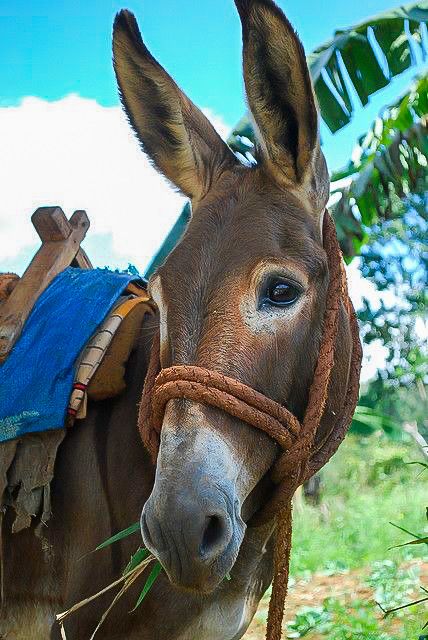 Mules Animal, Hee Haw, Cute Donkey, Soft Eyes, A Donkey, Horses And Dogs, Draft Horses, The Donkey, Donkeys