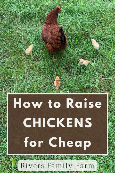 Interested in getting backyard chickens? You need to read my tips for how we raise chickens for CHEAP! Chicken math is real...and it CAN get expensive if you're not careful. But by knowing the traps and pitfalls, you can have your chickens and save money at the same time! Raising Chickens For Eggs, Chickens For Eggs, Meat Birds, How To Raise Chickens, Types Of Chickens, Fancy Chickens, Raise Chickens, Chicken Health, Raising Backyard Chickens