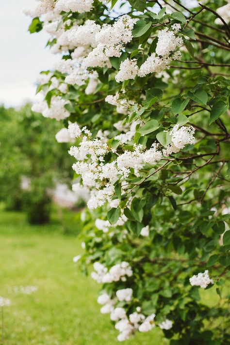 White flowers in blossom by Lyuba Burakova for Stocksy United White Flowering Trees, Spring Mood, Spring Blossom, Flowering Trees, Flowers Photography, Painting Inspiration, Beautiful Gardens, White Flowers, Lilac