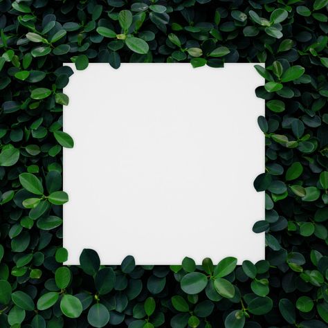 Insta White Background Photos, Photo Frame Background Design, Green Frame Background, Green Floral Background, Green And White Background, Green Leaves Background, Green Leaf Wallpaper, Business Card Design Minimalist, Green Leaf Background