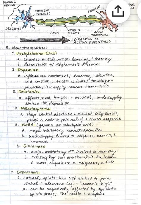 Neurology Notes, Psych Notes, Basic Anatomy, Psych Nurse, Psychology Notes, Basic Anatomy And Physiology, School Creative, School Tips, Neurology