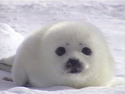 Baby Harp Seal, Harp Seal, Cute Seals, Seal Pup, Baby Seal, Silly Animals, Marine Animals, Cute Creatures, Cute Little Animals