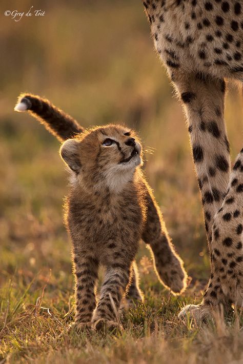 Cheetah cub looking up at Mama Cheetah Cub, Baby Cheetah, Cheetah Cubs, Baby Cheetahs, Lovely Animals, Phi Mu, Cheetahs, March 20, African Animals