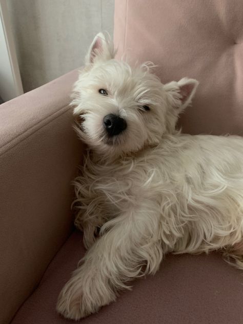 Highland Terrier Puppy, West Terrier, Highland Terrier, Highlands Terrier, Westie Dogs, Terrier Puppy, West Highland White, Bookish Things, West Highland White Terrier