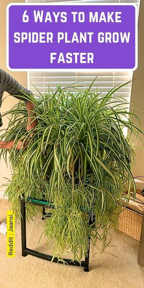 Discover 6 effective ways to make your spider plant grow faster! This guide  covers essential tips on how to grow spider plants, including caring for  spider plants, repotting techniques, and the best indoor gardening  supplies. Learn how to care for your spider plant, from organic pest  control to choosing the right potting soil. Perfect for both beginners and  experienced indoor gardeners, this resource will help you nurture your  household plants, including snake plants and mother plants. Indoor Plant Supplies, How To Care For Spider Plants Indoors, Best Soil For Spider Plants, Spider Plant Container Ideas, How To Grow Spider Plants, Best Pots For Indoor Plants, Grow Flowers Indoors, Planting Hacks How To Grow, How To Propagate Spider Plant