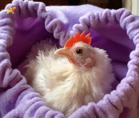 Silly Chicken Pictures, Chicken Animal Cute, Chickens Aesthetic, Chicken Outfits, Funny Chicken Pictures, Pretty Chickens, Silly Chickens, Chicken Pics, Chicken Aesthetic