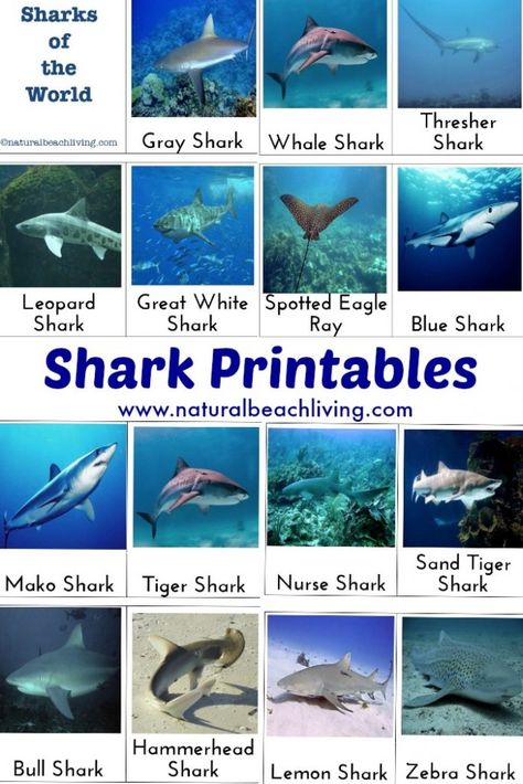 Shark Activities for Kids with Free Printables, Games, Object to Picture Matching, Montessori, Pre-reading skills, Shark Week, Marine Biology, Unit Study Shark Activities For Kids, Shark Science, Shark Crafts, Shark Printables, Shark Activities, Shark Week Party, Ocean Ideas, Shark Games, Types Of Sharks