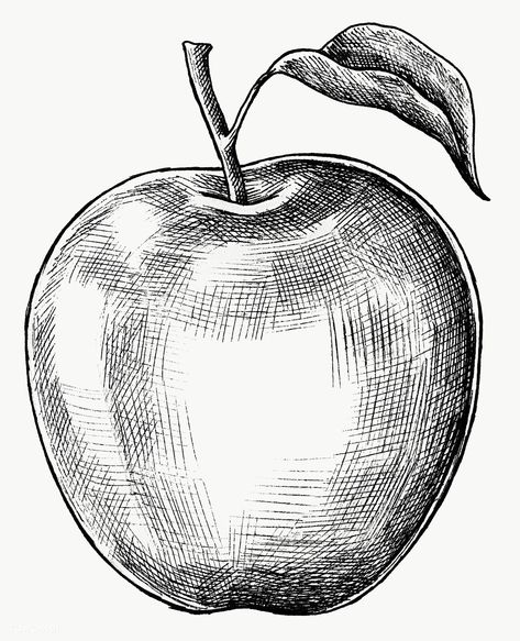 Apple Drawing Sketch, Sketches Of Fruit, Apple Pen Drawing, Apple Fruit Art, How To Draw Apple, Apple Design Fruit, Drawing Apples, Fruit Drawing Pencil Sketches, Drawing Of Apple