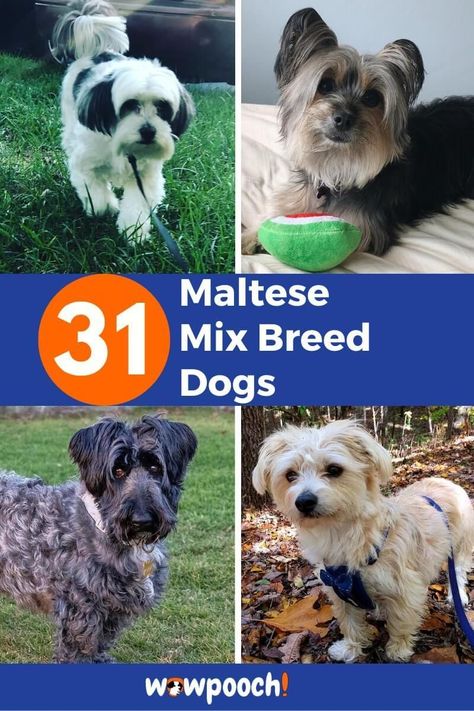 List Of Maltese Mix Breed Dogs Mix Breed Dogs, German Shepherd Mix Puppies, Terrier Mix Breeds, Papillon Mix, Maltese Breed, Miniature Pinscher Mix, Rat Terrier Mix, Cocker Spaniel Mix, Yorkie Mix