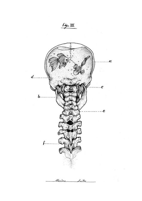 My head is a fishbowl | Line art drawings, Anatomy art, Art sketchbook 심플한 그림, Pencil Art Drawings, Tattoo Design Drawings, Anatomy Art, Cool Art Drawings, Line Art Drawings, Skull Art, Pencil Art, Art Drawings Sketches