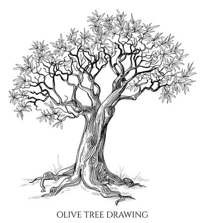 82,751 Trees And Leaf Sketches Stock Photos and Images - 123RF Olive Tree Tattoo, Drawing Trees, Tree Tattoos, Tree Tattoo Designs, Olive Trees, Tree Drawing, Tree Tattoo, Olive Tree, Family Tree