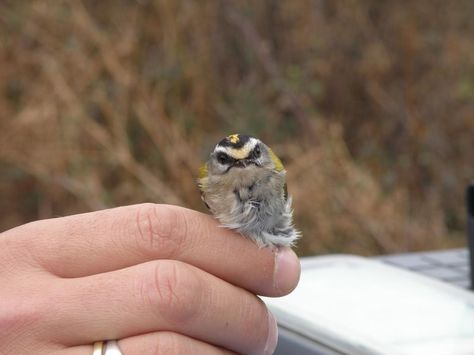 Britain's smallest bird, the Firecrest, weighs the same as a teaspoonful of sugar. Facts Funny, Animal Facts, Pretty Birds, Small Birds, Funny Facts, Beautiful Creatures, Beautiful Birds, Trivia, Animals Beautiful